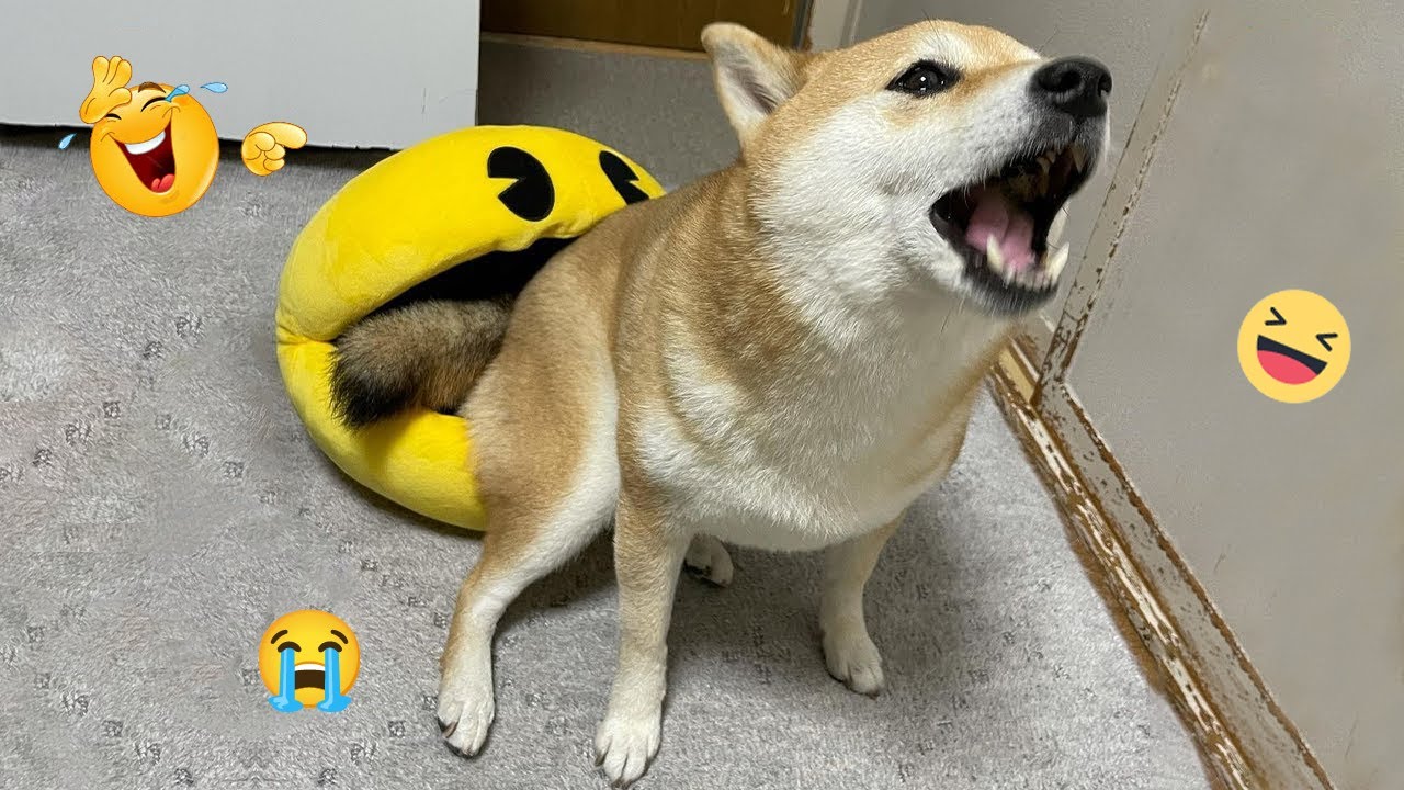 Smarty Funny Dogs 😹🐶 Ultimate Animal Video Compilation 🐾 #9
