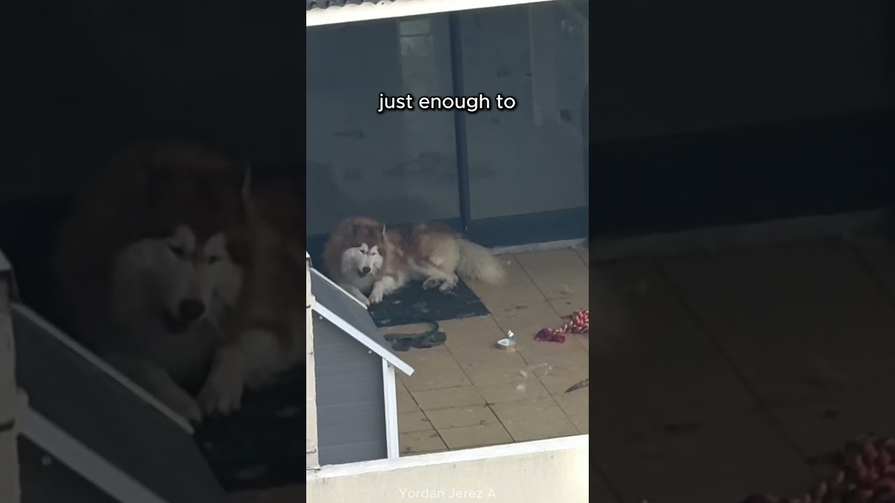 They Left Their Dog Alone on the Top Floor Balcony for Days 💔