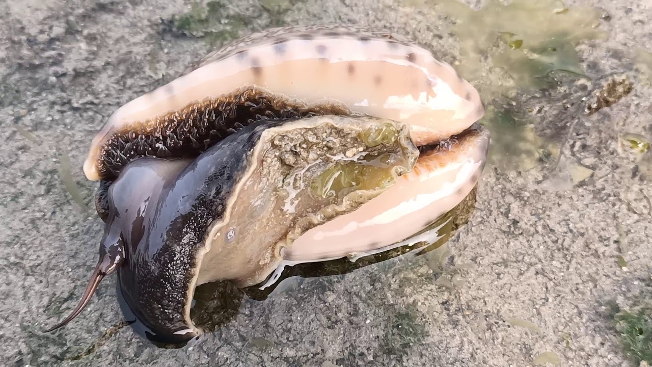 Live cowrie