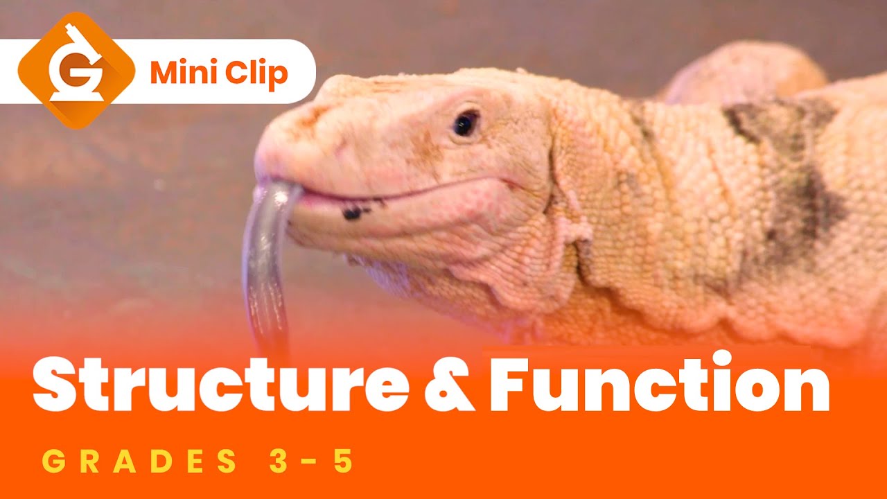 Structure & Function for Kids | Science Lesson for Grades 3-5 | Mini-Clip