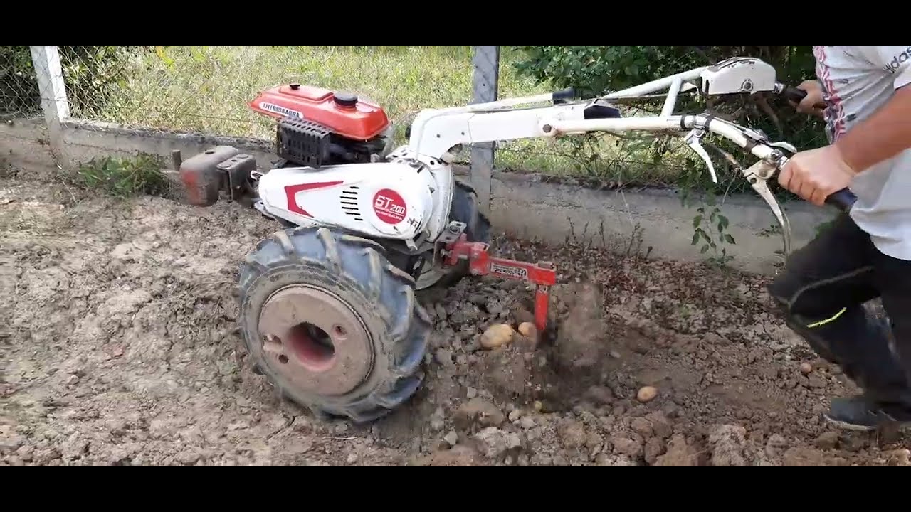 Arrachage de pommes de terre au motoculteur