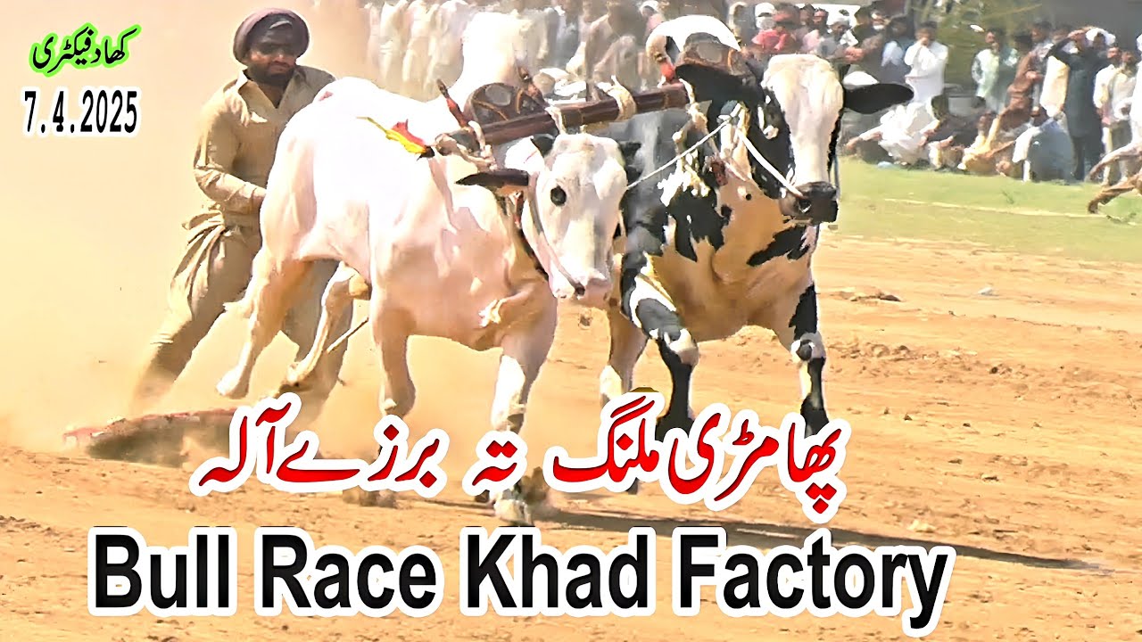 Khad Factory Bull Race (Part 2) 7.4.2025 @Qazejee