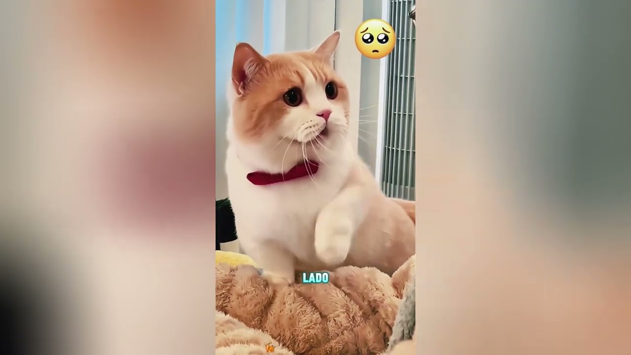 El dueño hizo enojar al perro#funnyshorts #pets #love #cute 