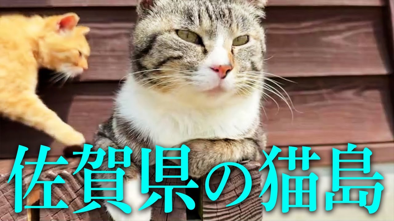 【猫島】佐賀県の加唐島で大量の猫に癒されに行くぞ！！