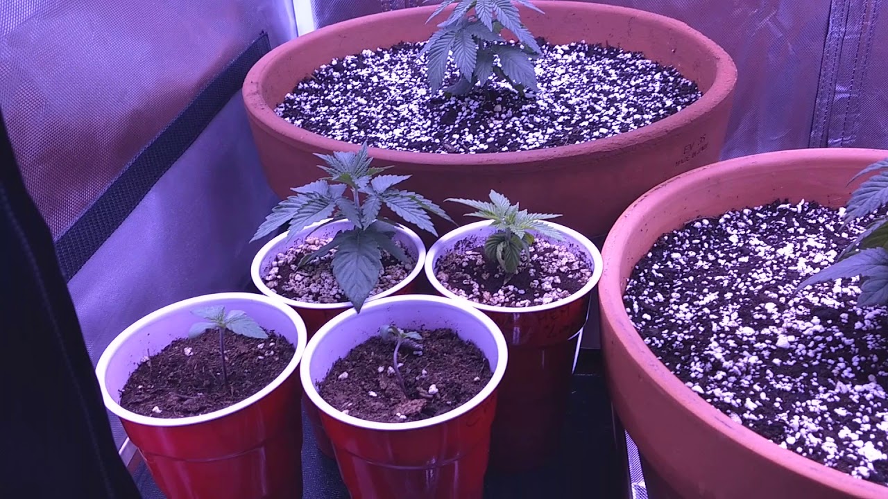SovietStoner : Grow Journal - 