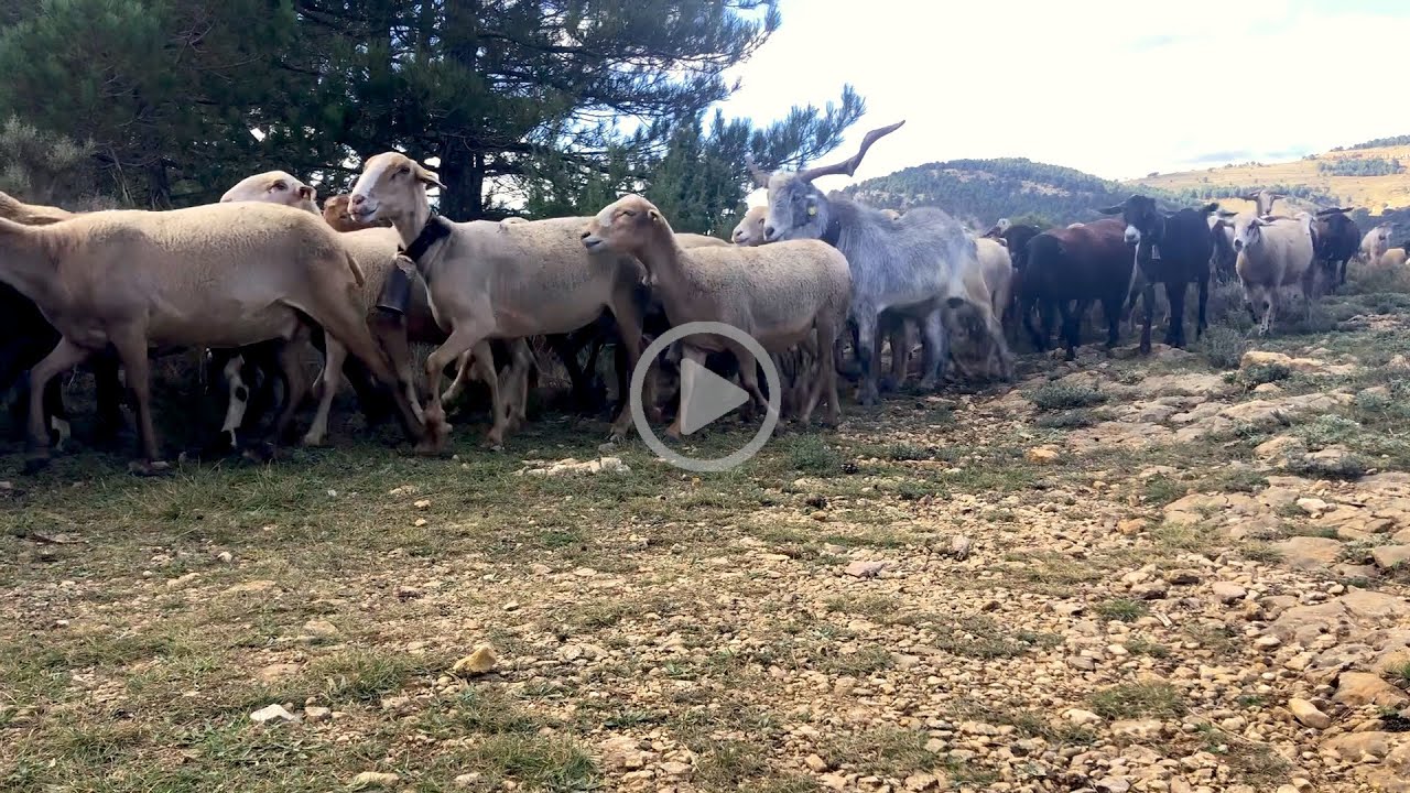Walking with a transhumant shepherd in Spain