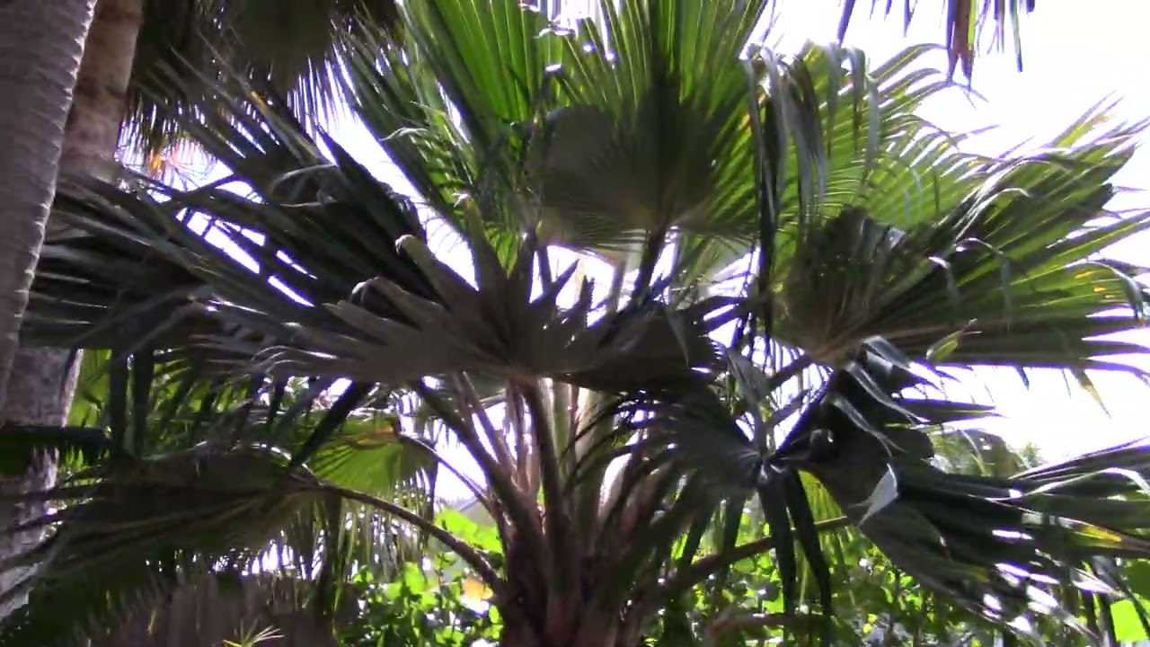 Pritchardia hillebrandii In Costal Brevard County FL