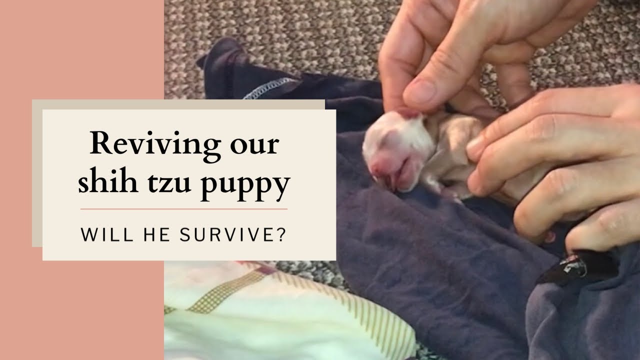 REVIVING OUR SHIH TZU PUPPY WILL HE SURVIVE?