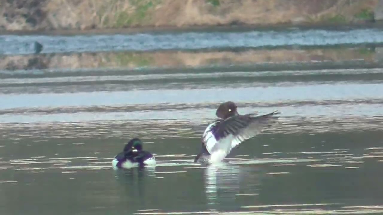 Y0149　Oita River　Common Goldeneye couple　Tufted Duck heading to the feeding area under Bridge