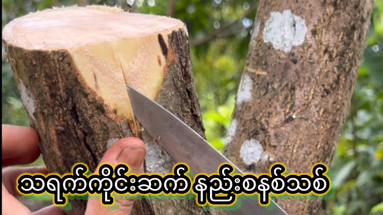 သရက်ကိုင်းဆက် နည်းစနစ်သစ် 
