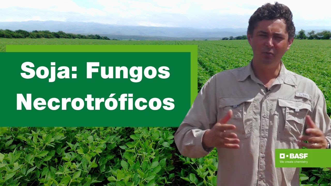 Fungos Necrotróficos na Soja: Impactos e Soluções | BASF