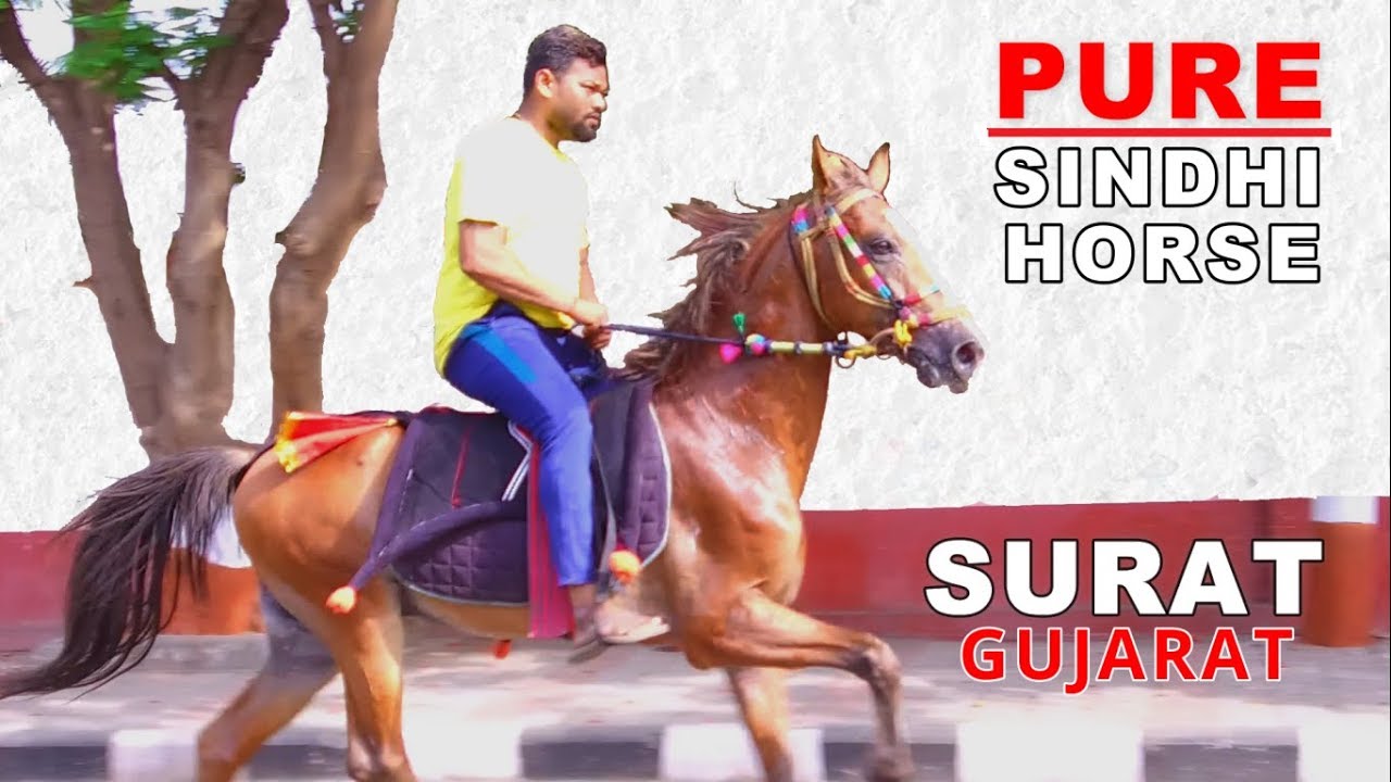 PURE SINDHI HORSE || रेवाल चाल || SURAT, Gujarat