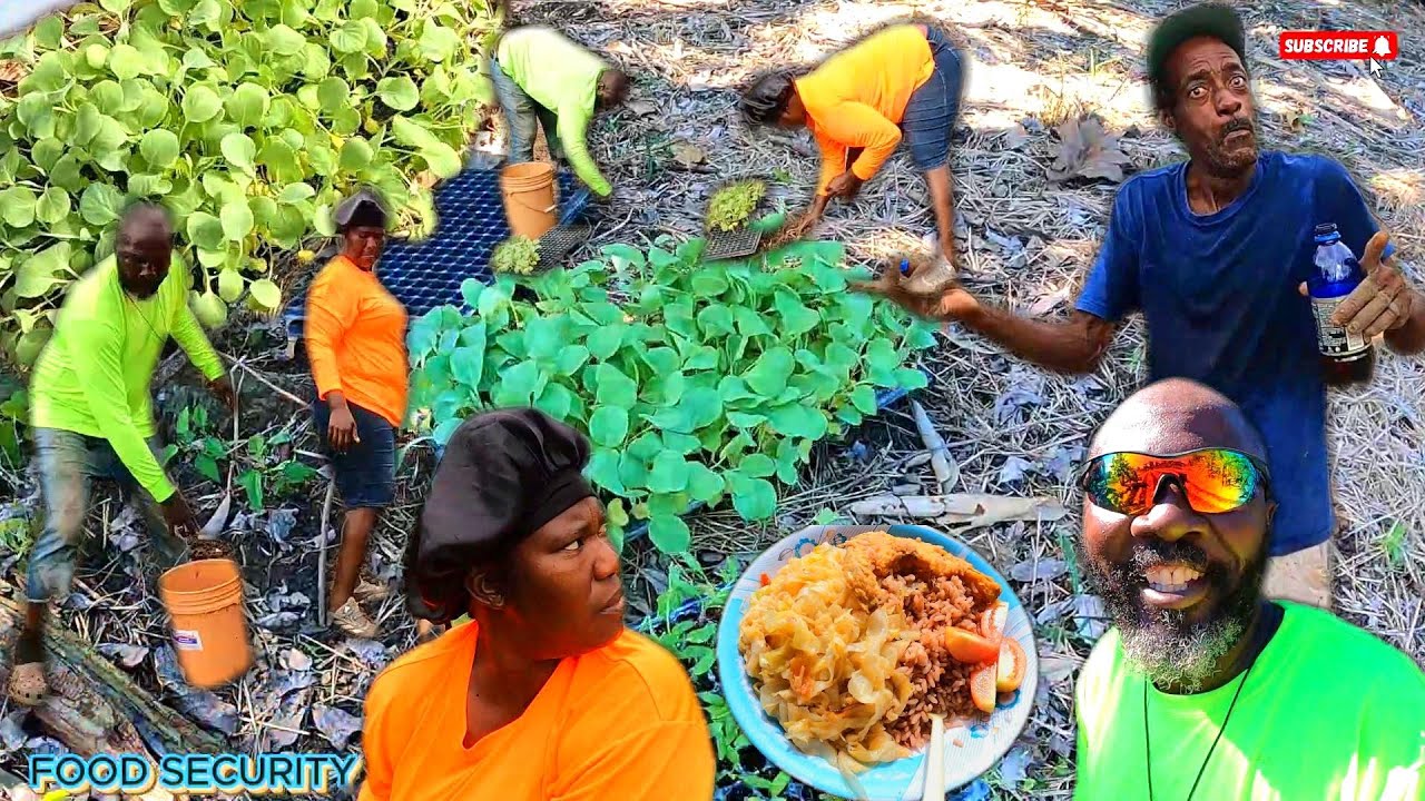 WORK CONTINUED  DAY TWO | CABBAGE AND MORE |  AGRICULTURAL  | FOOD SECURITY. 🇯🇲 