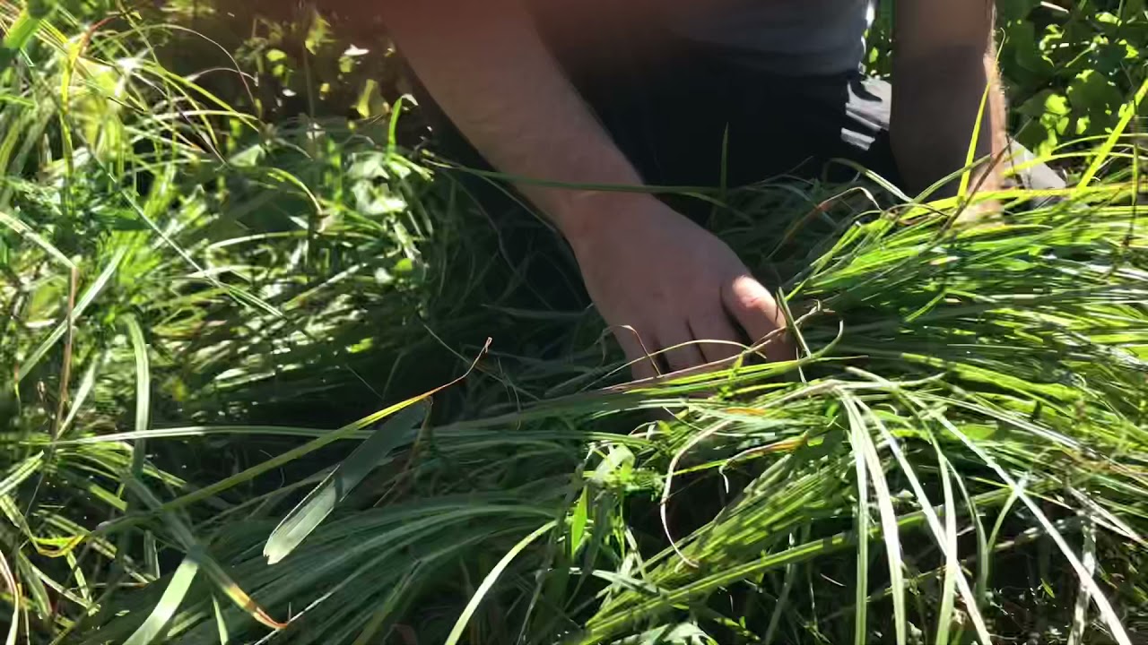 Récolte du souchet comestible