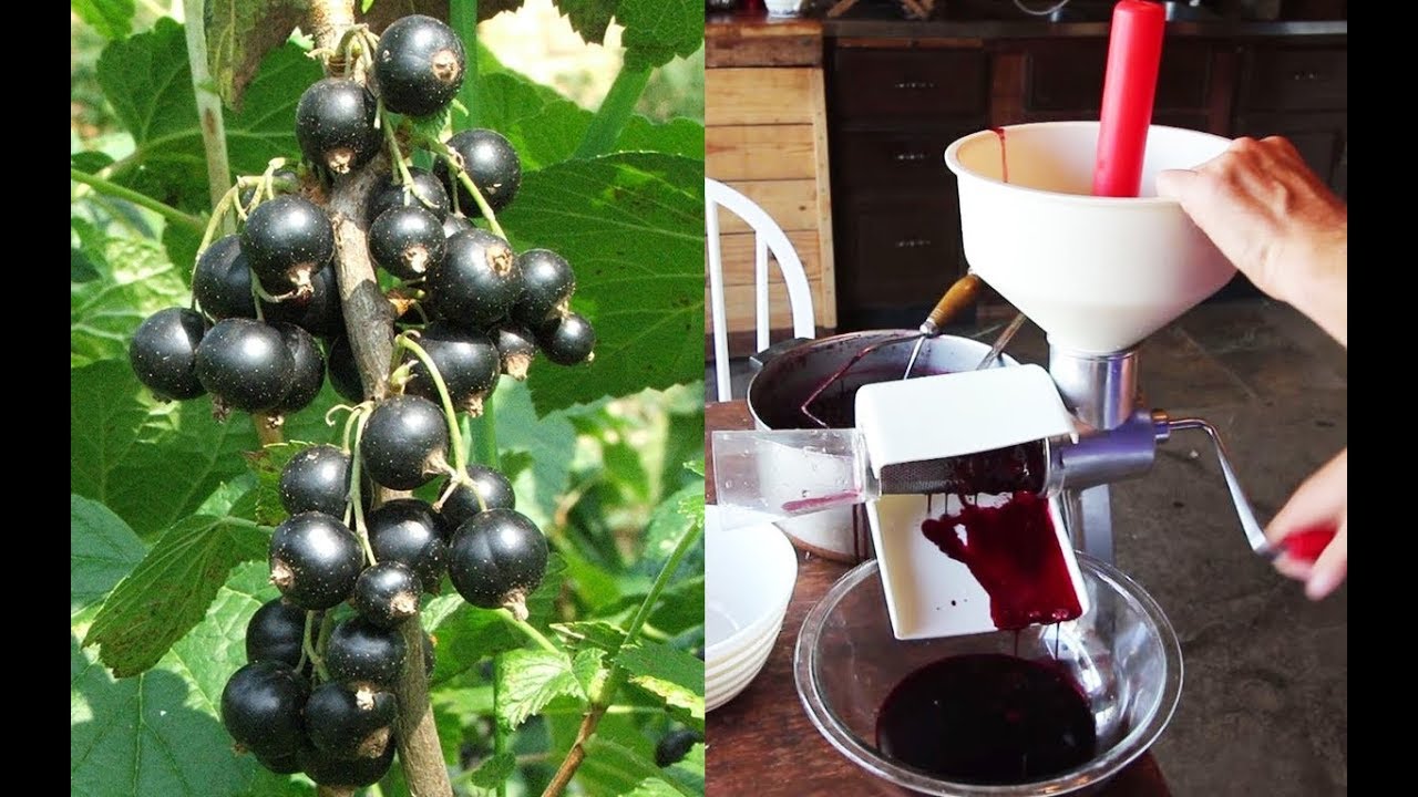 Making Antioxidant-Rich BLACK CURRANT Juice From Scratch