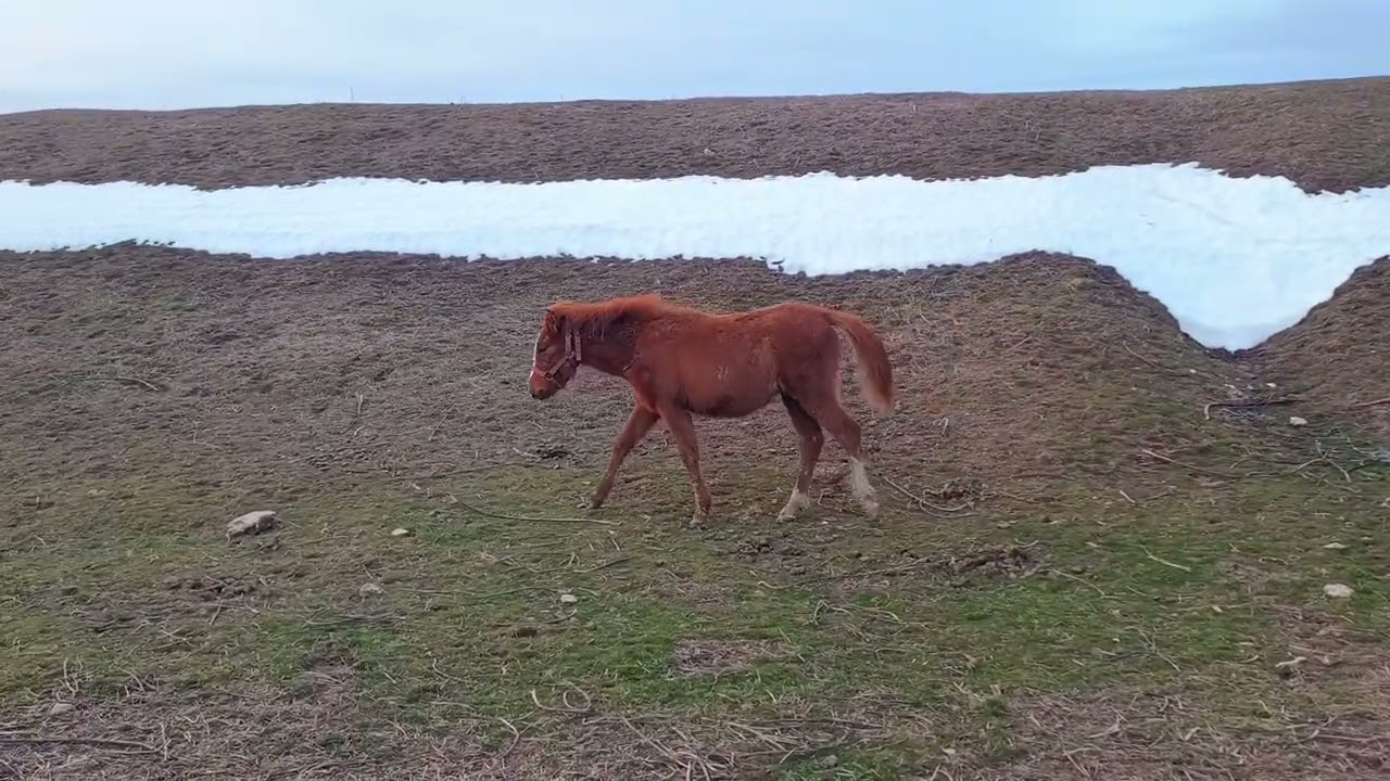 Little foal 🐎 walks along the slope / Маленький жеребёнок 🐴 гуляет вдоль склона ++ #foal #horse