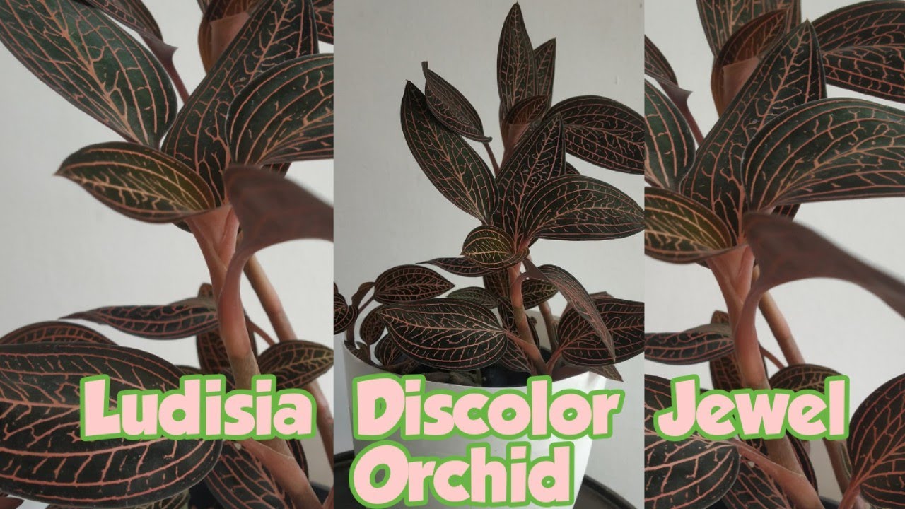 How to propagate   Ludisia  discolor Jewel  Orchid