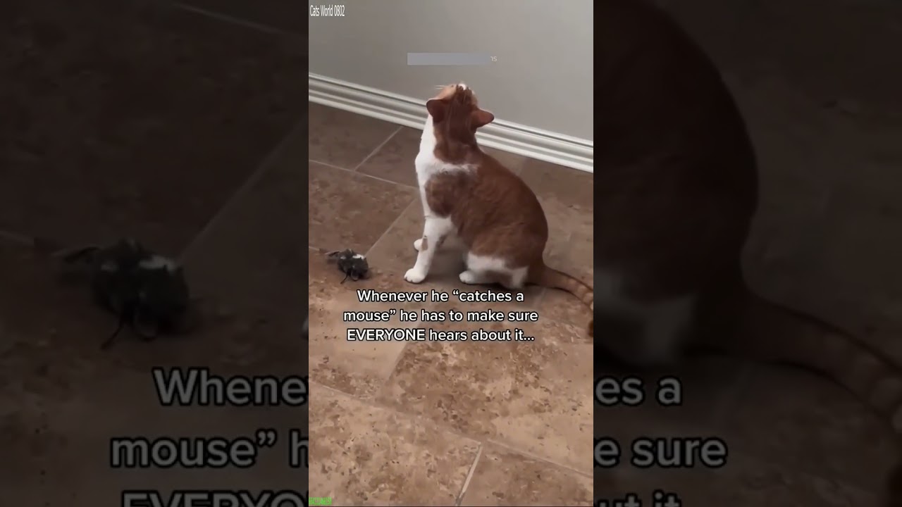 Funny Cats 2025 😼 #viral 🥰 # Part 2892