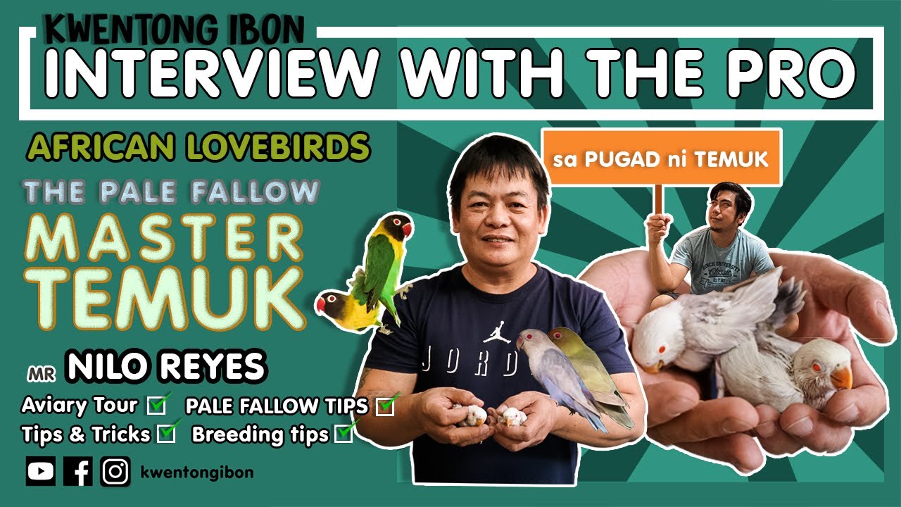 PALE FALLOW SUCCESSFUL BREEDING   | AVIARY TOUR SA PUGAD NI TEMUK | INTERVIEW WITH NILO REYES