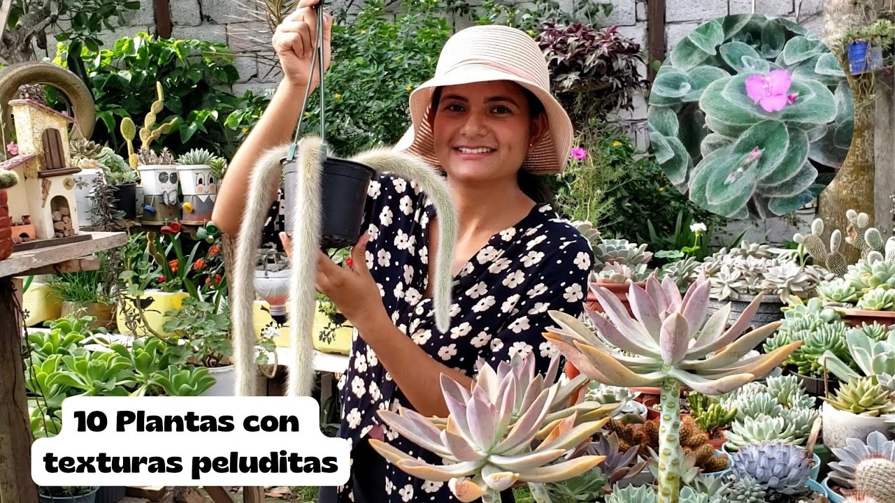 10 Plantas con textura peluditas
