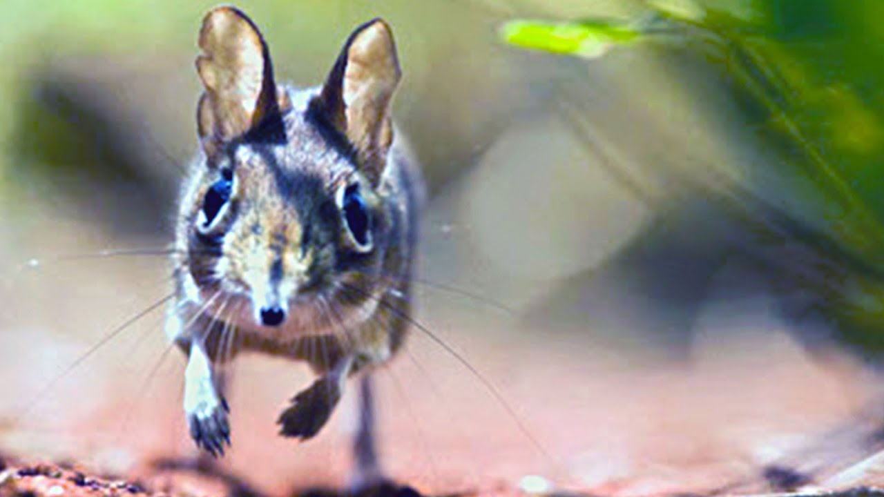 Elephant Shrew (The Fastest Small Mammals)