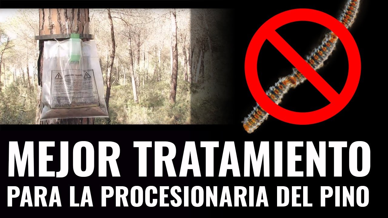 Procesionaria del pino tratamiento (Collar Procerex)