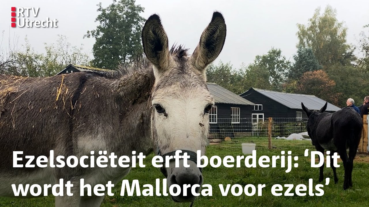 Ezelliefhebber laat boerderij na aan ezelopvang | RTV Utrecht