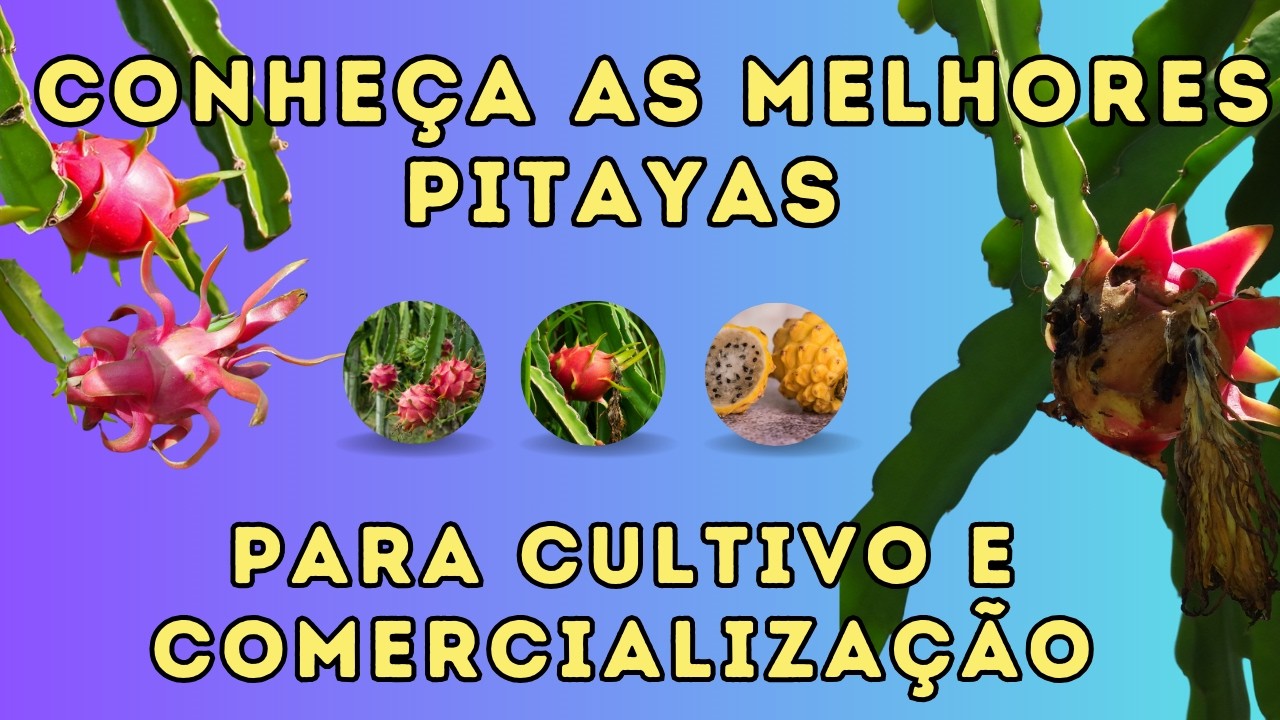 CONHEÇA AS MELHORES PITAYAS PARA CULTIVO E COMERCIALIZAÇÃO.  SÓ VARIEDADES PRODUTIVAS TOP 10