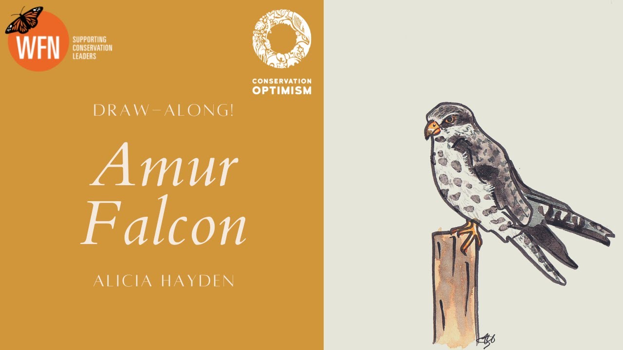 Amur Falcon draw-along - Conservation Optimism