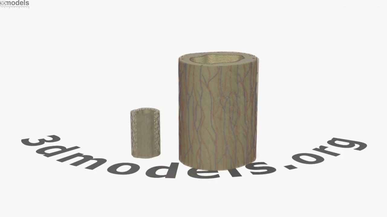 Human Bile Duct 3D model by 3DModels.org