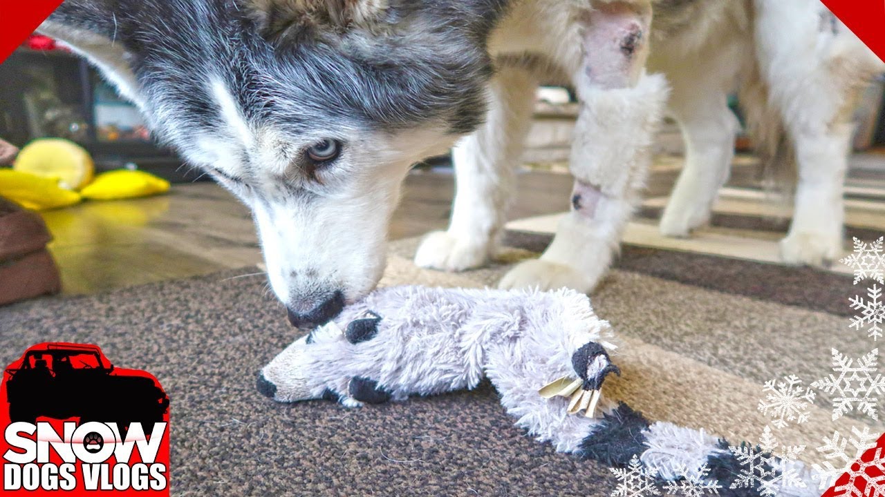 Oakley's Raccoon Baby has been saved!
