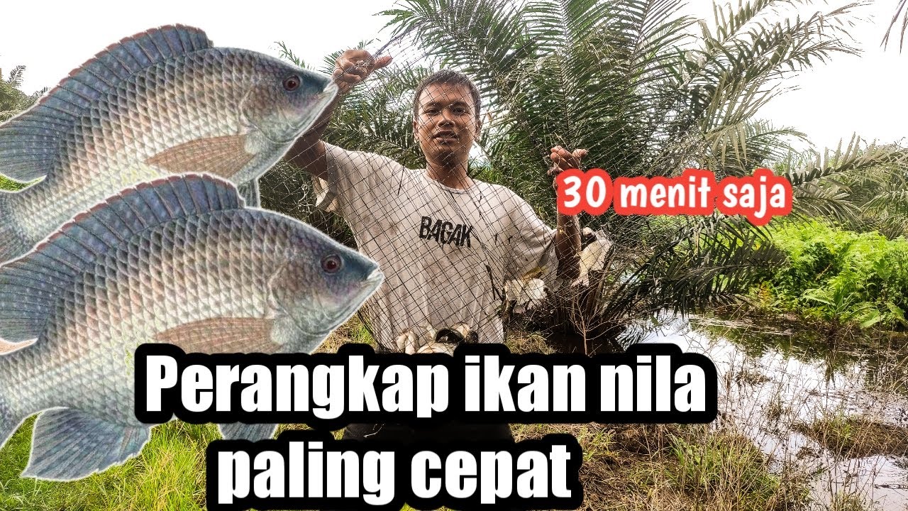 PERANGKAP IKAN NILA PALING MUDAH DAN CEPAT CUMA 30MENIT SAJA.