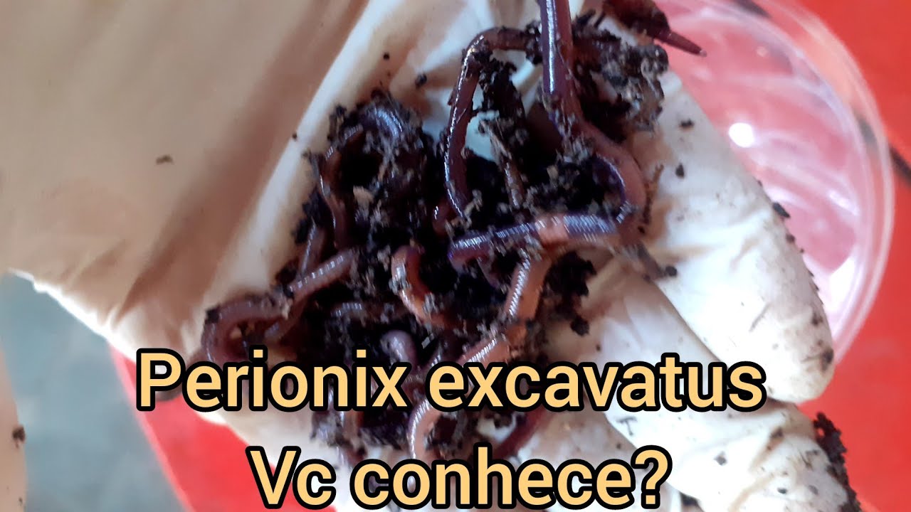 Minhocas: Perionix excavatus, vc conhece?