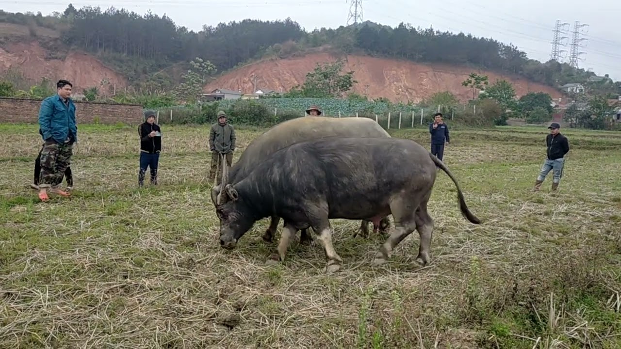 B&agrave;i to&aacute;n s&acirc;n nh&agrave; thật kh&oacute; giải // chọi tr&acirc;u mới nhất 2025 // twm sib nraus xyoo tshiab 2025