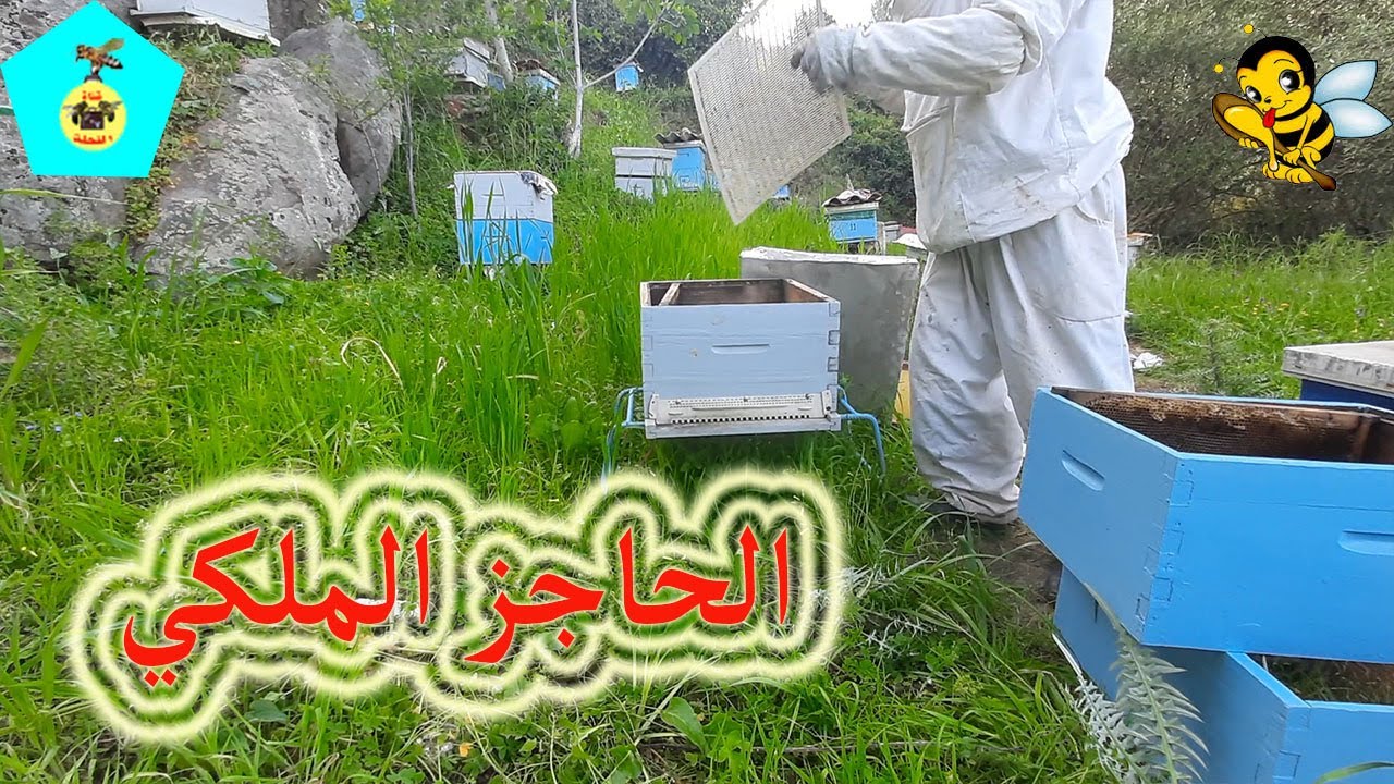 متى نضع الحاجز الملكي وكيف نضعه