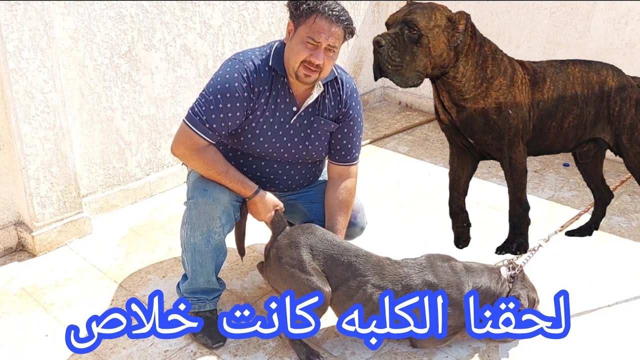 الكلب محدش عارف يقرب منه# الكلب حبنى من اول ماشافنى# ايه حكايه البليه والكلبه مش عايزه تتجوز