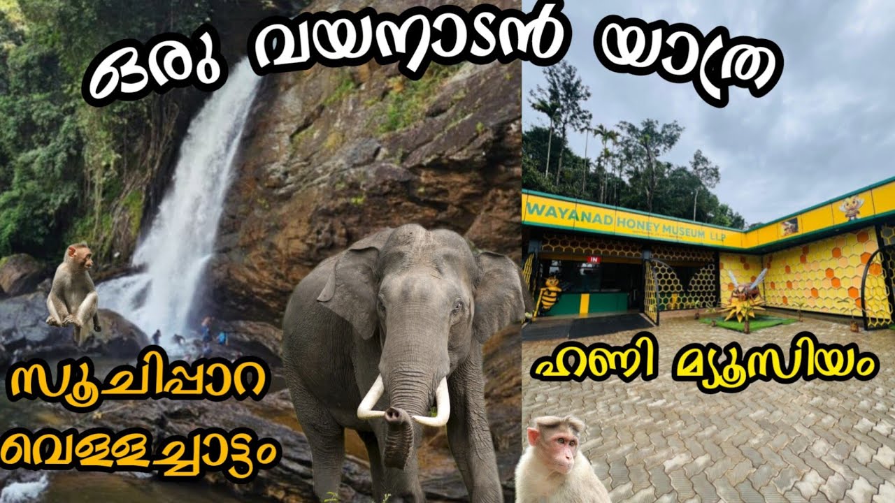 ഒരു വയനാടൻ യാത്ര..EP-2|a bike trip to wayanad| #wayanad #monkey #honey #waterfall 