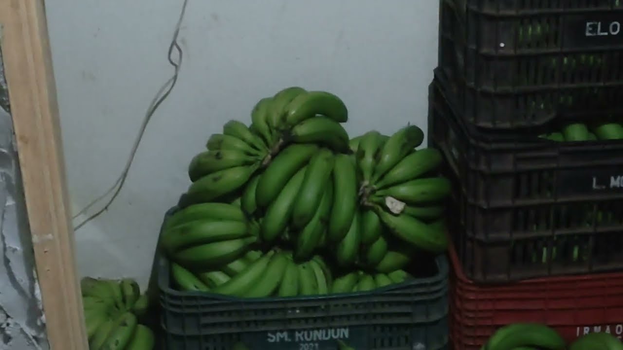 PASSO A PASSO PARA MONTAR UMA CAMARA DE MATURAÇÃO DE BANANAS .