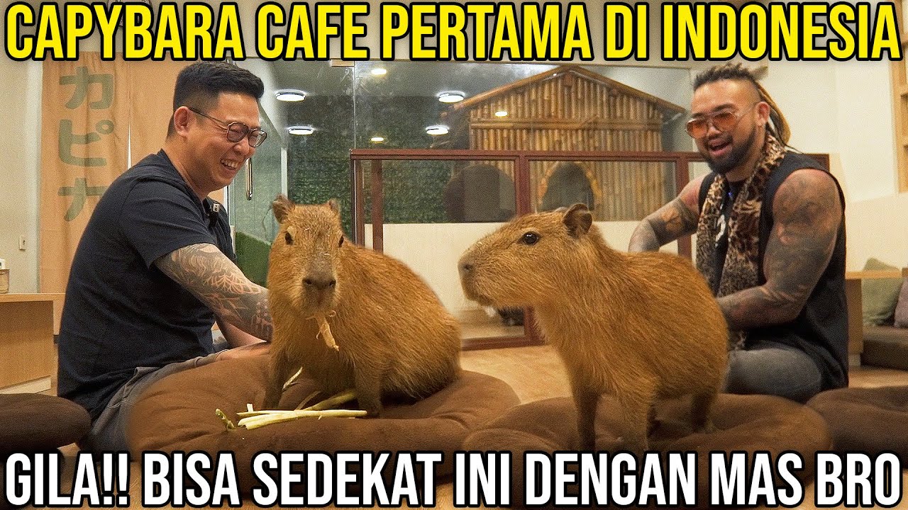 CAPYBARA CAFE PERTAMA DI INDONESIA GILA!! BISA SEDEKAT INI DENGAN MAS BRO | CAPYCA