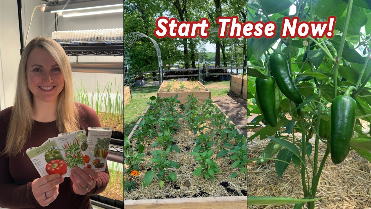 What I'm Planting in February - My Top Pepper Varieties