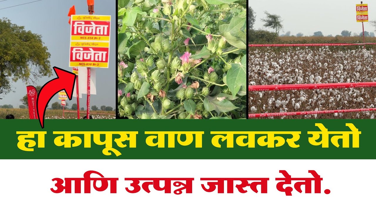 अधिक उत्पन्न देणारा विजेता कापूस वाण | कोणत्याही जमिनीत येणारा जबरदस्त वाण 🔥🔥