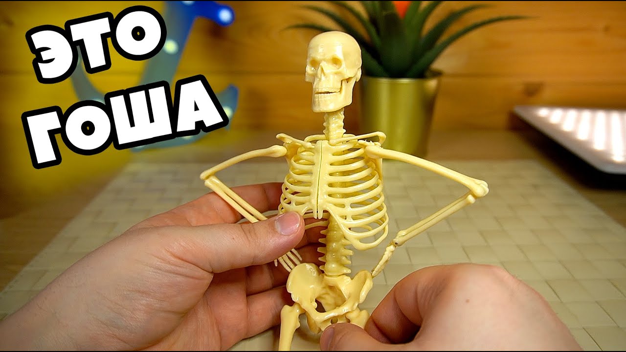 ЭТО ГОША Модель скелета сборная