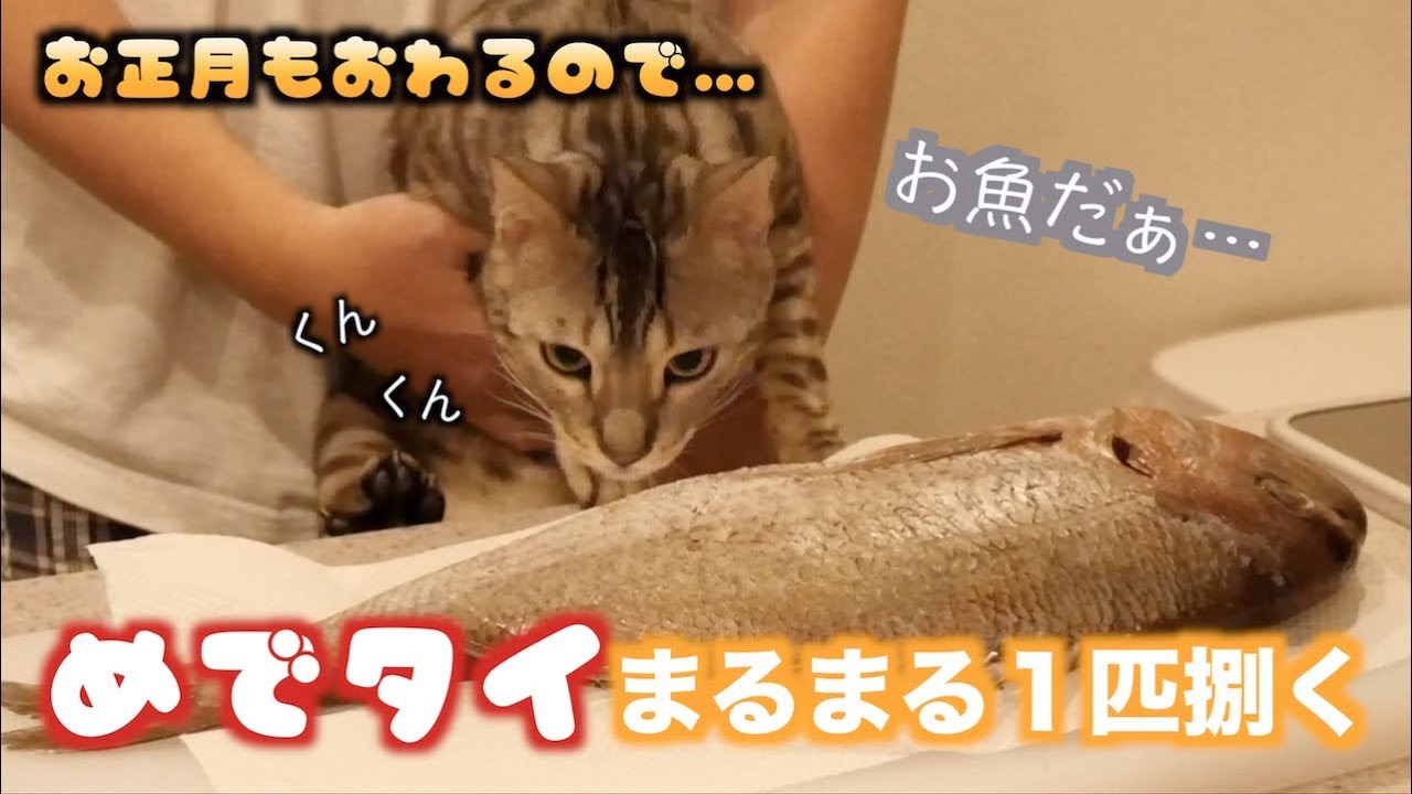 ルトとロゼの為に鯛を捌くよ！