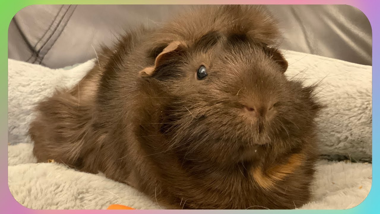 My guinea pigs help me relax