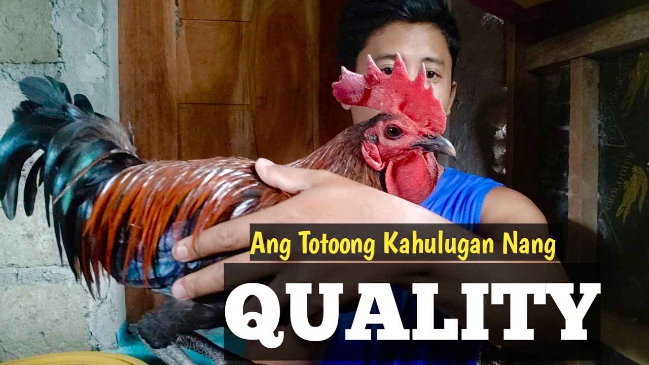 Ang Totoong Kahulugan ng Quality | Paano Malaman na Quality ang Manok | Linyada ng Mamay 