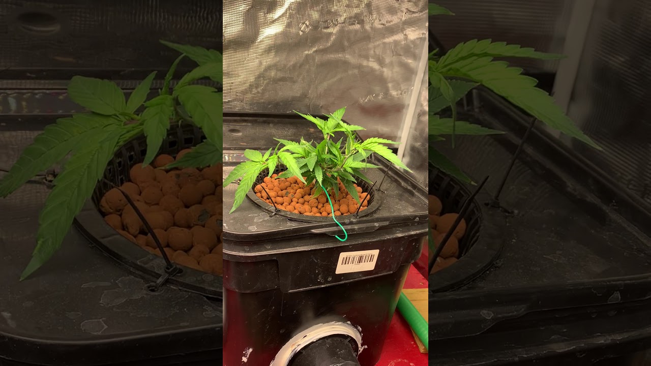 Week 3 of veg with low stress training.