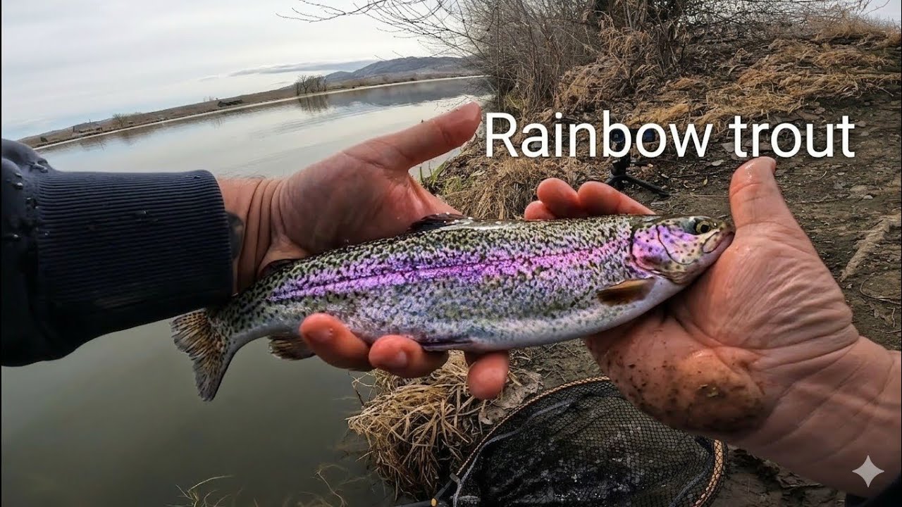FINALLY! Getting Back in the Game with the Rainbow trout