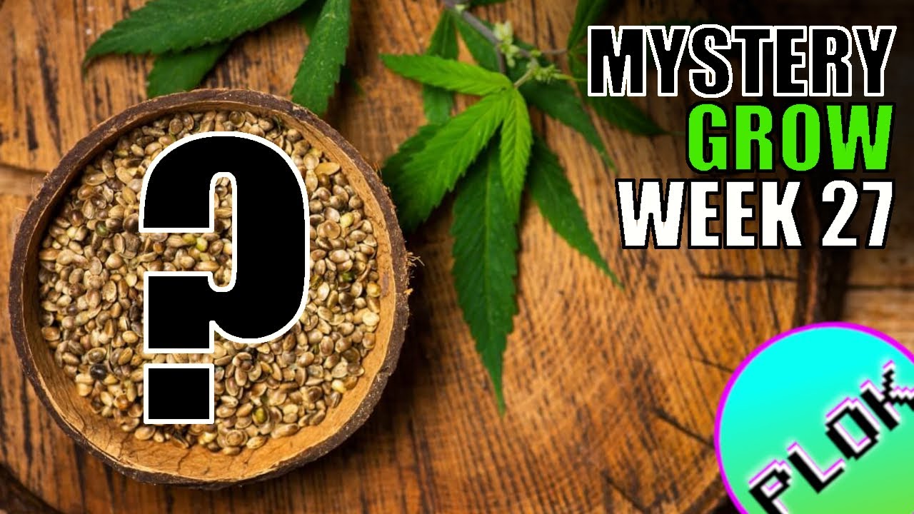 Last Round of Beastie Bloomz! - Mystery Seed Indoor/Outdoor Grow Week 27