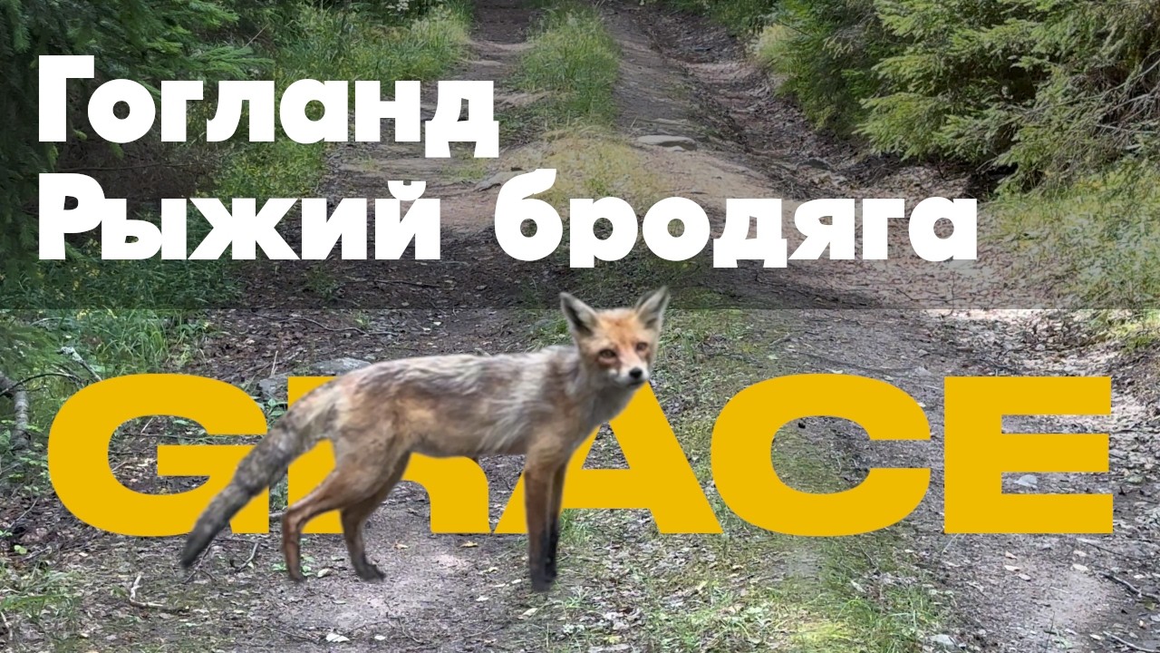 Гогланд: неожиданная встреча с местным жителем