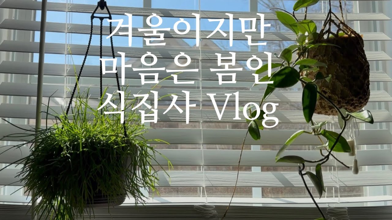 🇺🇸거실에 작은 정원을 가꾸며 살아가는 60대 /햇빛샤워중인 식물들/매일 성경필사/매일 그림일기kimchi pancake
